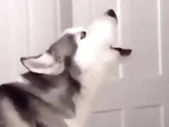 Furry Gay XXX 3